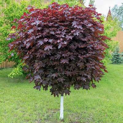 Клен красный в Уфе