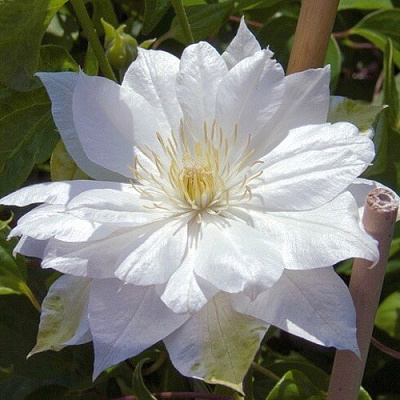 Клематис ДАЧЕСС ОФ ЭДИНБУРГ в Уфе