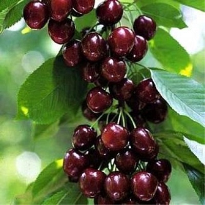 Черешня УДИВИТЕЛЬНАЯ в Уфе