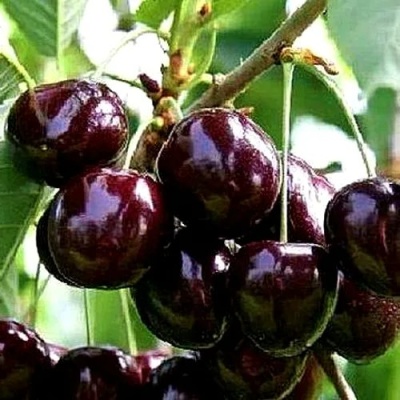 Черешня ДОНЕЦКИЙ УГОЛЁК в Уфе