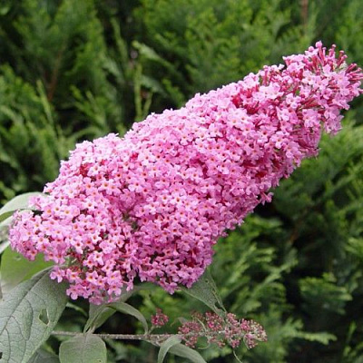 Буддлея давида ПИНК ДЕЛАЙТ в Уфе