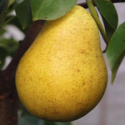 Крупная в Уфе