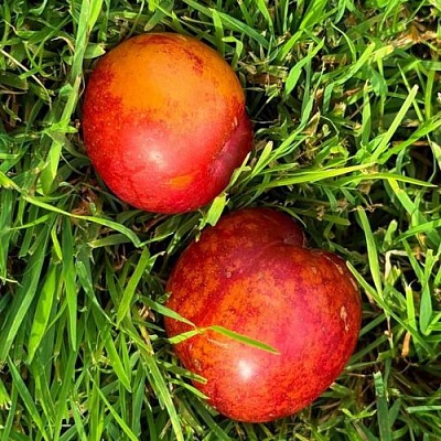 Шарафуга НЕКТАРИННАЯ в Уфе