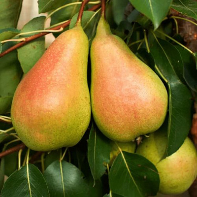 Сладкая в Уфе