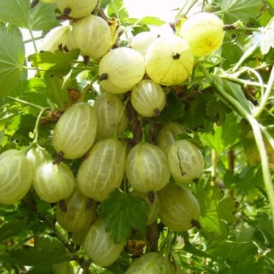 Крыжовник ИНВИКТА в Уфе