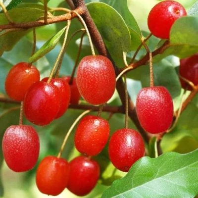 ГУМИ (ЛОХ МНОГОЦВЕТКОВЫЙ) в Уфе