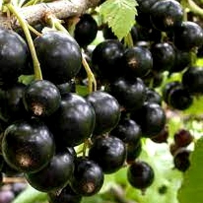 Смородина черная ОРЛОВСКИЙ ВАЛЬС в Уфе