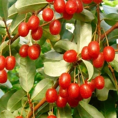 ГУМИ (ЛОХ МНОГОЦВЕТКОВЫЙ) в Уфе