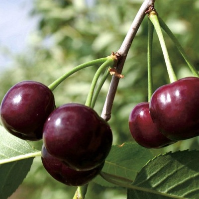 Дюк КСЕНИЯ (ЧЕРЕВИШНЯ) в Уфе