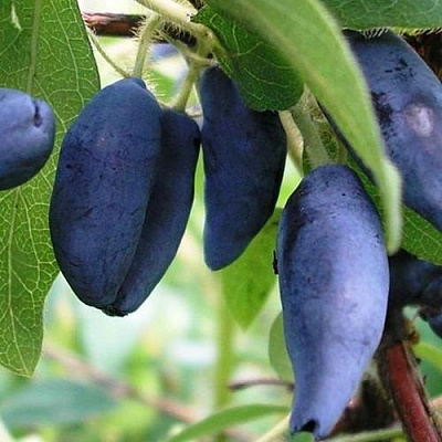 Жимолость съедобная Жимолость съедобная в Уфе