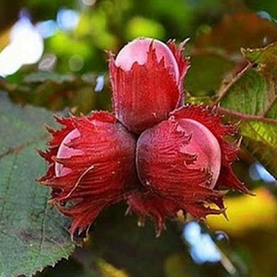 Фундук КРАСНЫЙ ЯНТАРЬ в Уфе