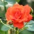 Роза АНЖЕЛИКА чайно-гибридная  в Уфе