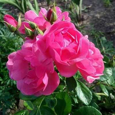 Роза АНГЕЛА флорибунда в Уфе
