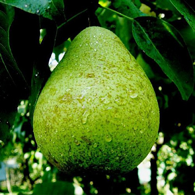 Зеленая в Уфе