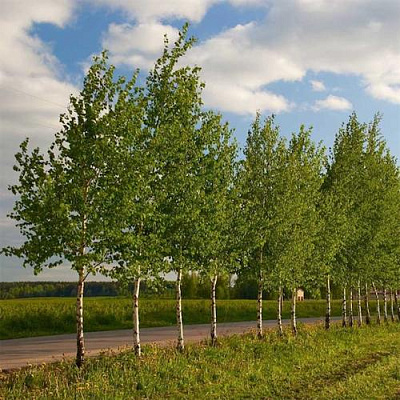 Береза обыкновенная в Уфе