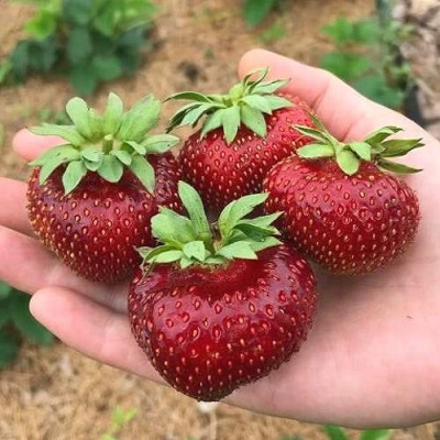 Клубника МАЛЬВИНА в Уфе