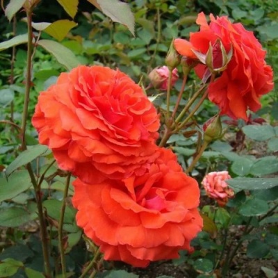 Роза АНЖЕЛИКА чайно-гибридная  в Уфе