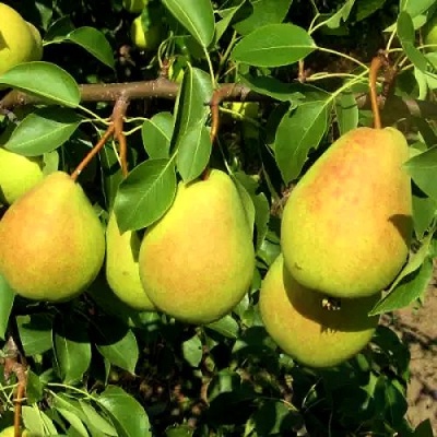 Груша ФЛЕЙТА в Уфе