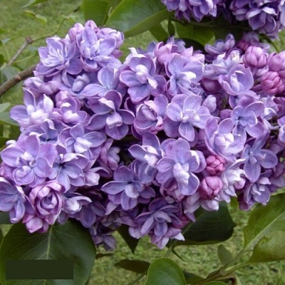 Сирень АМИ ШОТТ в Уфе