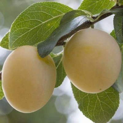 Слива УТРО в Уфе