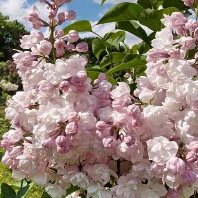 Сирень КРАСАВИЦА МОСКВЫ в Уфе