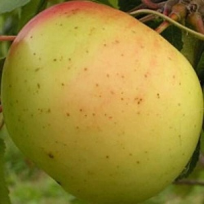 Яблоня БАНАНОВОЕ в Уфе