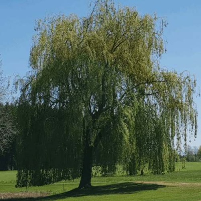 Ива белая в Уфе
