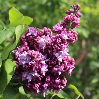 Сирень МАРШАЛ МАЛИНОВСКИЙ в Уфе