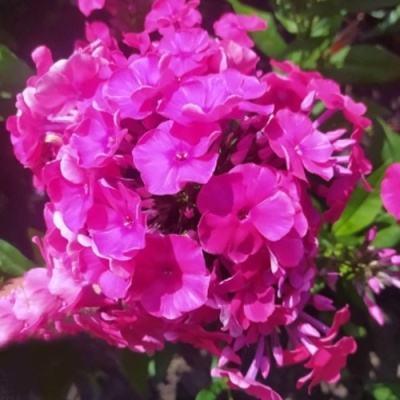 Флокс БАМБИНИ ДИЗАЙР метельчатый в Уфе