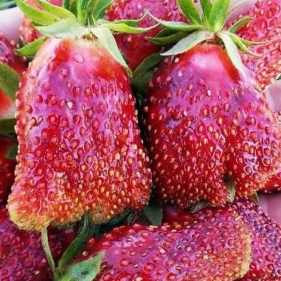 Клубника КУПЧИХА в Уфе