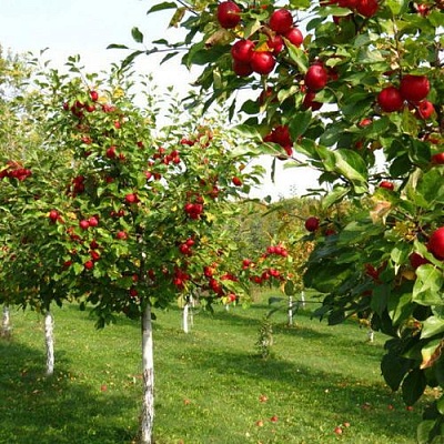Плодовые деревья в Уфе