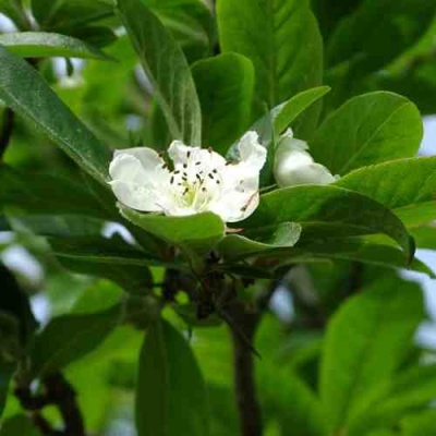 МУШМУЛА  в Уфе
