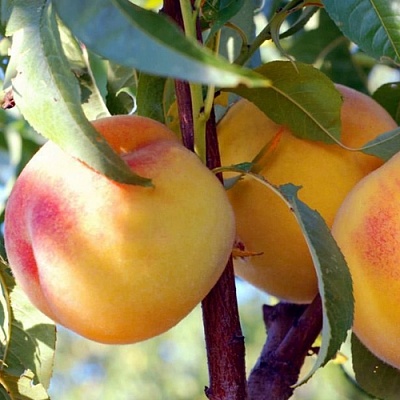 Персики в Уфе