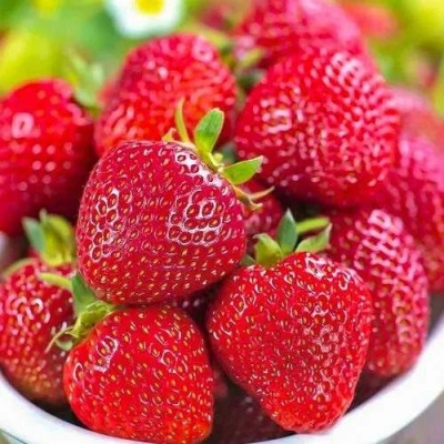 Клубника СИЛЬВИЯ в Уфе