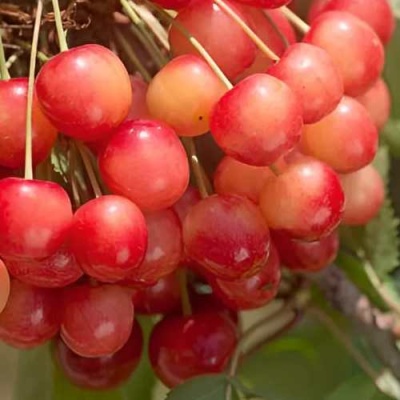 Черешня ЮЛИЯ в Уфе