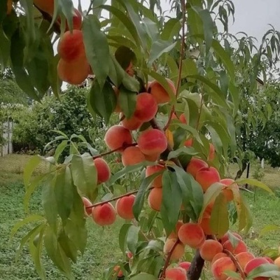 Персик ВУЛКАН в Уфе