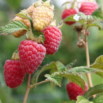 Малина МОЛЛИНГ ДЖУНО в Уфе