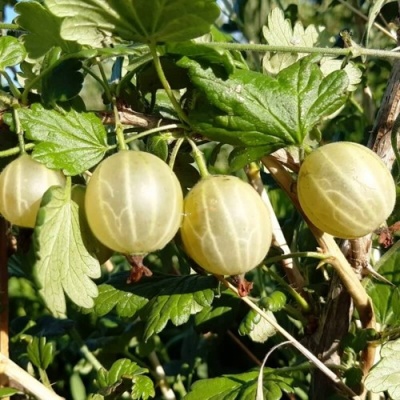 Крыжовник БЕЛОРУСCКИЙ САХАРНЫЙ 2 в Уфе