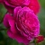 Роза МАЛИНОВЫЙ ЗВОН чайно-гибридная  в Уфе