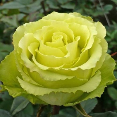 Роза ЛИМБО (ДОЛЛАР) чайно-гибридная  в Уфе