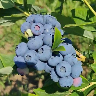 Голубика МЕГАС БЛЮ в Уфе
