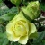 Роза ЛИМБО (ДОЛЛАР) чайно-гибридная  в Уфе