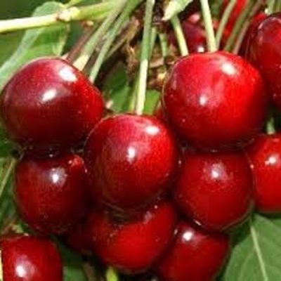 Черешня МИНЧАНКА в Уфе