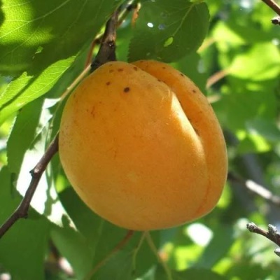 Абрикос ОРЛОВЧАНИН в Уфе