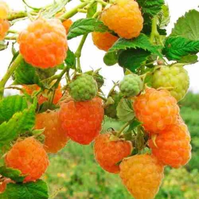 Малина ЗОЛОТЫЕ КУПОЛА в Уфе