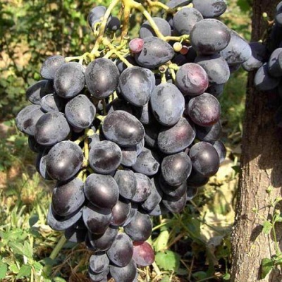 Виноград НАДЕЖДА АЗОС в Уфе
