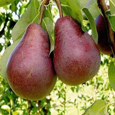 Красная в Уфе