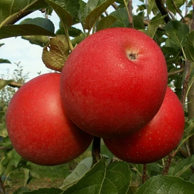 Яблоня БОГЕМИЯ в Уфе