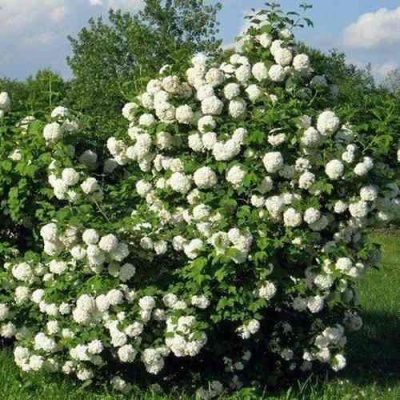 Калина БУЛЬДЕНЕЖ в Уфе