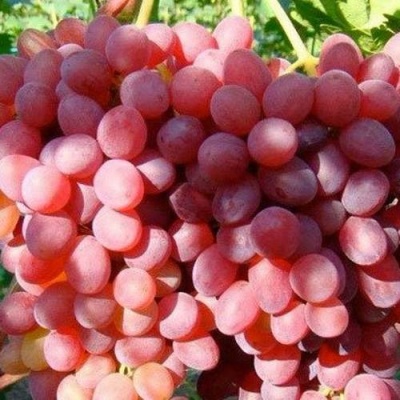 Виноград КИШМИШ КРАСНЫЙ в Уфе